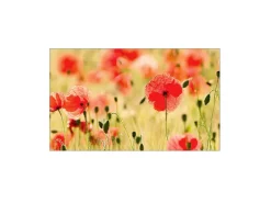 MySpotti Küchenrückwand Profix Cucina Mohnet 100 x 60 cm Mohnblüte< Küchenrückwände