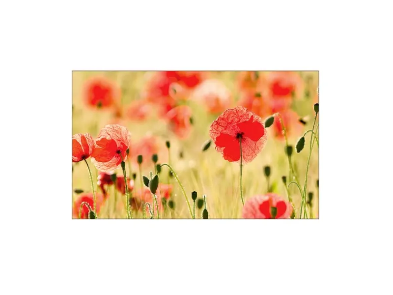 MySpotti Küchenrückwand Profix Cucina Mohnet 100 x 60 cm Mohnblüte< Küchenrückwände
