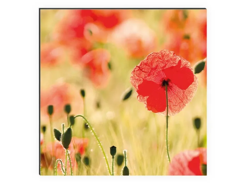 MySpotti Küchenrückwand Profix Cucina Mohnet 100 x 60 cm Mohnblüte< Küchenrückwände