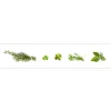 MySpotti Küchenrückwand Profix Cucina Kräuter 270 x 60 cm Minzgrün< Küchenrückwände