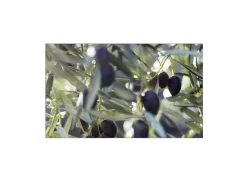 New MySpotti Küchenrückwand Profix Cucina Olivenbaum 100 x 60 cm Grün-Blau