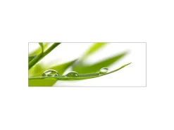 MySpotti Küchenrückwand Profix Cucina Dew Drop 160 x 60 cm Grasgrün< Küchenrückwände