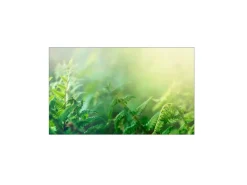 MySpotti Küchenrückwand Profix Cucina Farn 100 x 60 cm Grün< Küchenrückwände