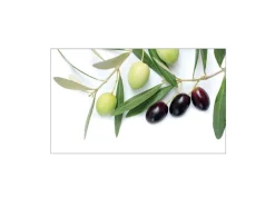 Online MySpotti Küchenrückwand Profix Cucina Olivenzweig 100 x 60 cm Olivgrün