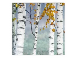 Discount MySpotti Küchenrückwand Profix Cucina Birkenwald 210 x 60 cm Birke-Weiß