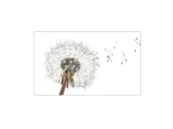 Küchenrückwände<MySpotti Küchenrückwand Profix Cucina Dandelion 100 x 60 cm Weiß-Grau