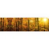 Küchenrückwände<Myspotti Küchenrückwandfolie Herbstwald Selbstklebend 280 cm x 60 cm