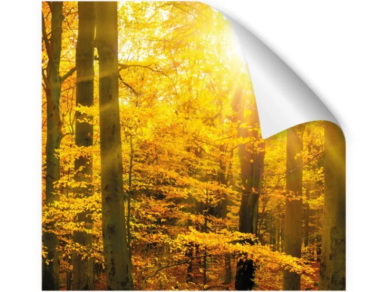 Küchenrückwände<Myspotti Küchenrückwandfolie Herbstwald Selbstklebend 280 cm x 60 cm