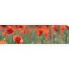 Hot Myspotti Küchenrückwandfolie Mohn Selbstklebend 280 cm x 60 cm