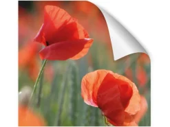 Hot Myspotti Küchenrückwandfolie Mohn Selbstklebend 280 cm x 60 cm