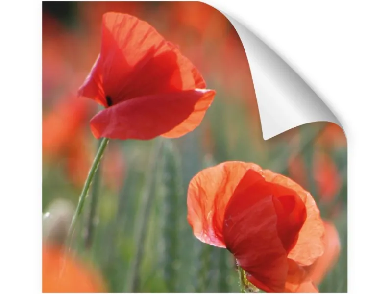 Myspotti Küchenrückwandfolie Mohn Selbstklebend 220 cm x 60 cm< Küchenrückwände