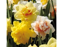 Narzissen GefüllteMischung 15 Stück Narcissus double Mixed< Töpfe