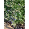 New Nepeta Cataria Katzenminze Ca. 9x9 cm Topf