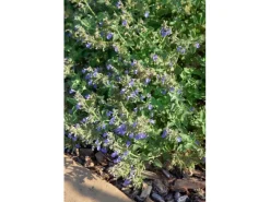 New Nepeta Cataria Katzenminze Ca. 9x9 cm Topf