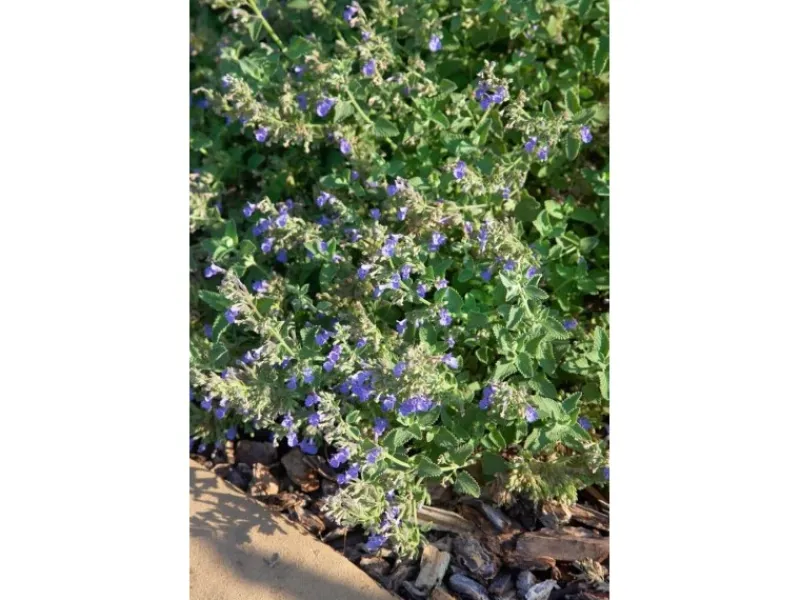 New Nepeta Cataria Katzenminze Ca. 9x9 cm Topf