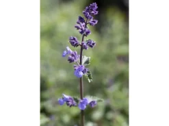 Nepeta X Faassenii Walker's Low Katzenminze Ca. 9x9 cm Topf< Töpfe