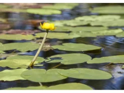 Outlet Nuphar Lutea Teichmummel Ca 11x11 cm Topf