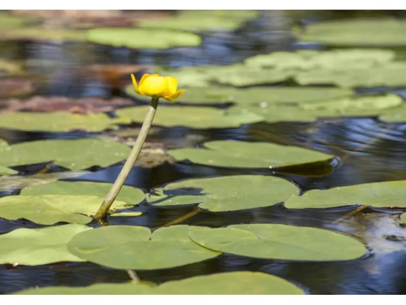 Outlet Nuphar Lutea Teichmummel Ca 11x11 cm Topf