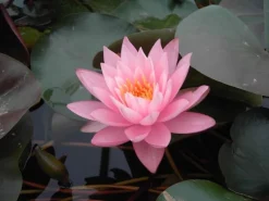 Töpfe<Nymphaea Odorata Seerose Ca. 11x11 cm Topf
