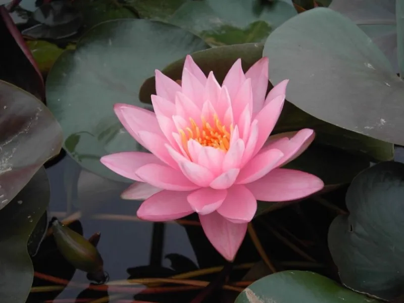 Töpfe<Nymphaea Odorata Seerose Ca. 11x11 cm Topf
