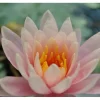 Nymphaea X Cult.'fabiola' Seerose Ca. 11x11 cm Topf< Töpfe