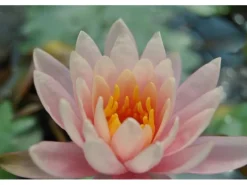 Nymphaea X Cult.'fabiola' Seerose Ca. 11x11 cm Topf< Töpfe