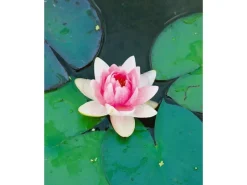 Nymphaea X Cult.'fabiola' Seerose Ca. 11x11 cm Topf< Töpfe