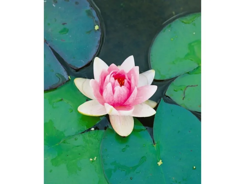 Nymphaea X Cult.'fabiola' Seerose Ca. 11x11 cm Topf< Töpfe