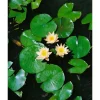 Outlet Nymphaea X Cult.'walter Pagels' Seerose Ca. 11x11 cm Topf