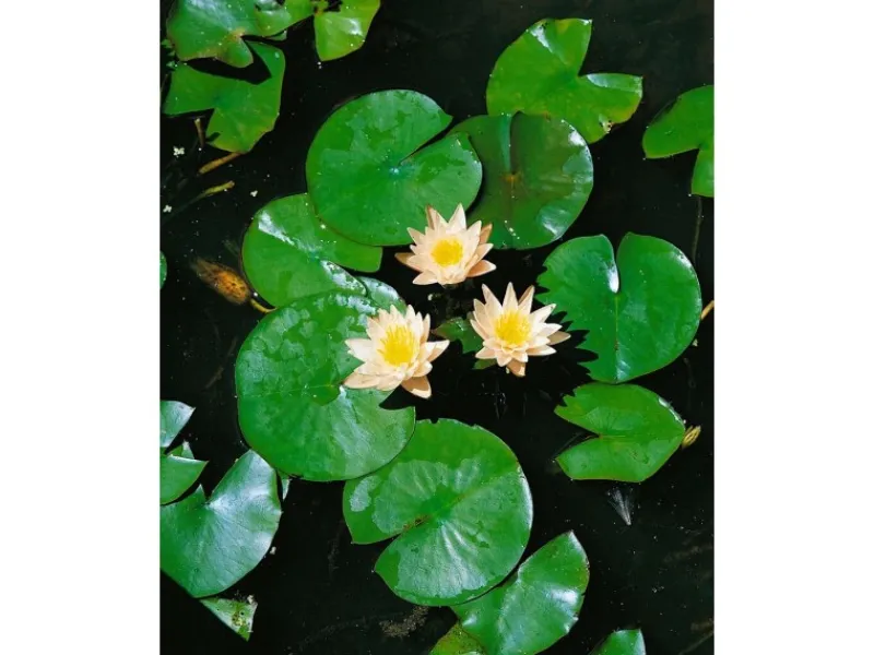 Outlet Nymphaea X Cult.'walter Pagels' Seerose Ca. 11x11 cm Topf