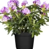 GROW by OBI Töpfe<OBI Catawba-Rhododendron "Grandiflorum" Violett Höhe ca. 30 - 40 cm Topf ca. 5 l