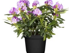 GROW by OBI Töpfe<OBI Catawba-Rhododendron "Grandiflorum" Violett Höhe ca. 30 - 40 cm Topf ca. 5 l