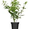 GROW by OBI OBI Forsythie "Lynwood Gold" Gelb Höhe ca. 50 - 60 cm Topf ca. 3,5 l Forsythia< Töpfe