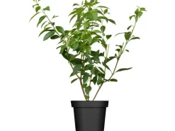 GROW by OBI OBI Forsythie "Lynwood Gold" Gelb Höhe ca. 50 - 60 cm Topf ca. 3,5 l Forsythia< Töpfe