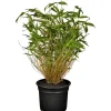 GROW by OBI OBI Gartenbambus Höhe 30 - 40 cm Topf ca. 3 l Fargesia murielae< Töpfe