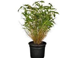 GROW by OBI OBI Gartenbambus Höhe 30 - 40 cm Topf ca. 3 l Fargesia murielae< Töpfe