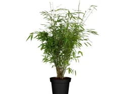 GROW by OBI Töpfe<OBI Gartenbambus "Light Green" Höhe ca. 40 - 60 cm Topf ca. 5 l Fargesia