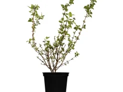 Outlet GROW by OBI OBI Gartenjasmin "Schneesturm" Weiß Höhe ca.50-60 cm Topf ca. 3,5 l Philadelphus
