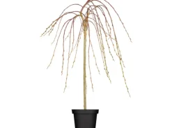 GROW by OBI OBI Hängende Kätzchenweide "Pendula" Gelb Höhe ca. 80-100 cm Topf ca.5,5 l Salix< Töpfe