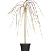 Clearance GROW by OBI OBI Hängende Kätzchenweide "Pendula" Gelb Höhe ca. 50-60 cm Topf ca. 3,5 l Salix