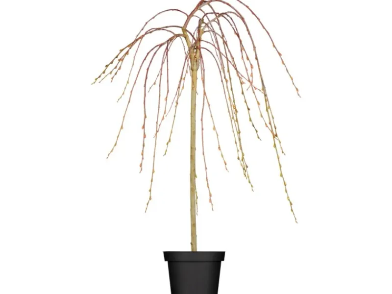 Clearance GROW by OBI OBI Hängende Kätzchenweide "Pendula" Gelb Höhe ca. 50-60 cm Topf ca. 3,5 l Salix