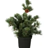 Discount GROW by OBI OBI Japanische Zwergmädchenkiefer "Negishi" Höhe ca. 20 - 30 cm Topf ca. 4,6 l