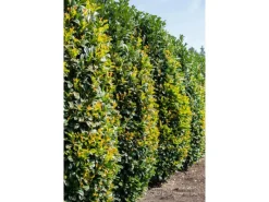 Töpfe<OBI Portugiesischer Kirschlorbeer "Angustifolia" Höhe ca. 50 - 60 cm Topf ca. 5l