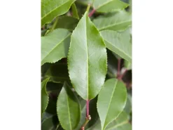 Töpfe<OBI Portugiesischer Kirschlorbeer "Angustifolia" Höhe ca. 50 - 60 cm Topf ca. 5l