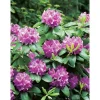 GROW by OBI OBI Rhododendron "Roseum Elegans" Rosa Höhe ca. 30-40 cm Topf ca.5l Rhododendron< Töpfe
