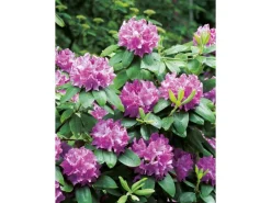 GROW by OBI OBI Rhododendron "Roseum Elegans" Rosa Höhe ca. 30-40 cm Topf ca.5l Rhododendron< Töpfe