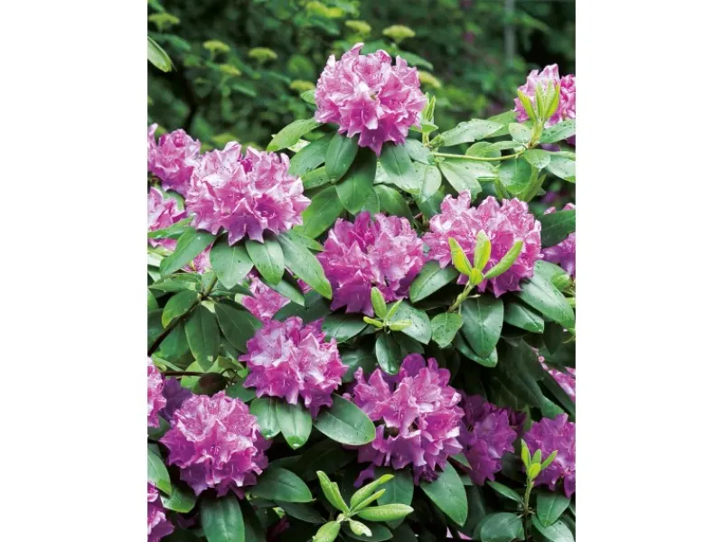 GROW by OBI OBI Rhododendron "Roseum Elegans" Rosa Höhe ca. 30-40 cm Topf ca.5l Rhododendron< Töpfe