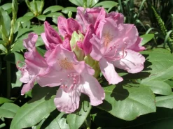 GROW by OBI OBI Rhododendron