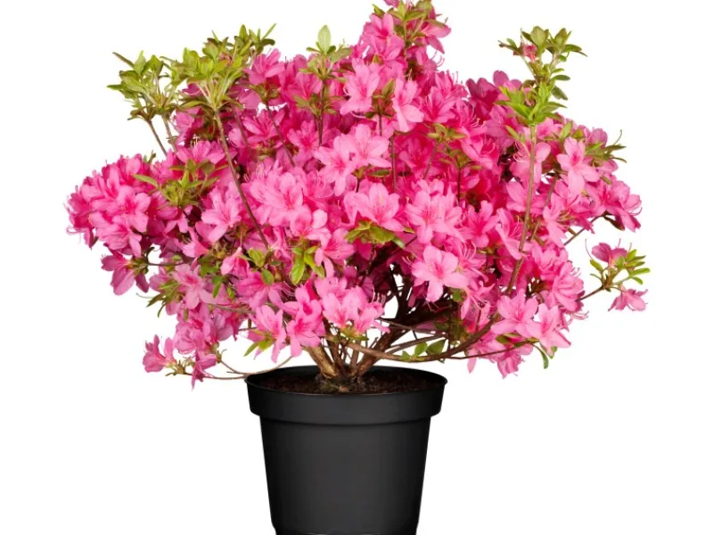 GROW by OBI OBI Rhododendron "Roseum Elegans" Rosa Höhe ca. 30-40 cm Topf ca.5l Rhododendron< Töpfe