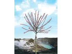 Discount OBI Riesen-Salweide "Mount Aso" Rosa Höhe ca. 80 cm Topf ca. 5 l Salix